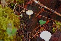 Lichenomphalia umbellifera image