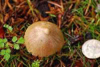 Entoloma cetratum image