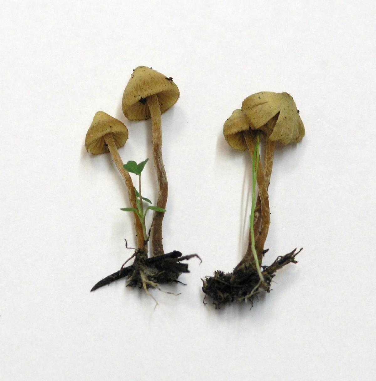 Galerina badipes image
