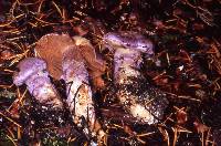 Cortinarius traganus image