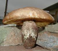 Leccinum insigne image