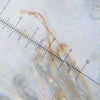 Byssonectria fusispora image
