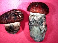 Leccinum largentii image