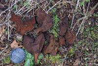 Gyromitra infula image