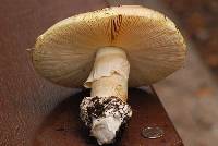 Amanita vernicoccora image