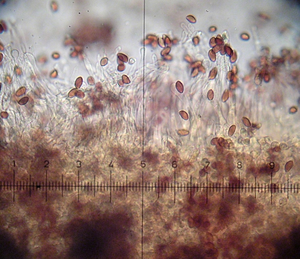 Galerina sahleri image