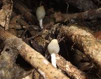 Psilocybe weraroa image