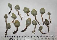 Psilocybe weraroa image