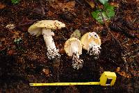 Amanita vernicoccora image