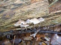 Mycena inclinata image