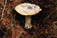 Amanita vernicoccora image