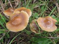 Psilocybe subaeruginosa image