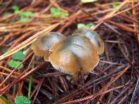 Psilocybe aucklandiae image