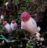 Boletellus emodensis image