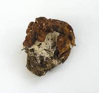 Gyromitra montana image