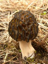 Morchella brunnea image