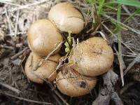 Inocybe dulcamara image