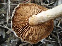 Inocybe dulcamara image