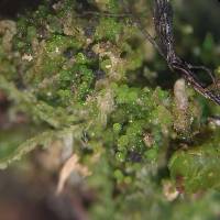 Lichenomphalia umbellifera image