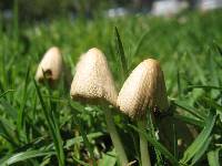 Conocybe apala image