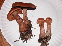 Cortinarius armillatus image