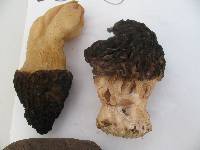 Morchella snyderi image