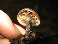 Clitocybe glacialis image