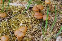 Kuehneromyces lignicola image