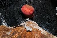 Fistulina hepatica image