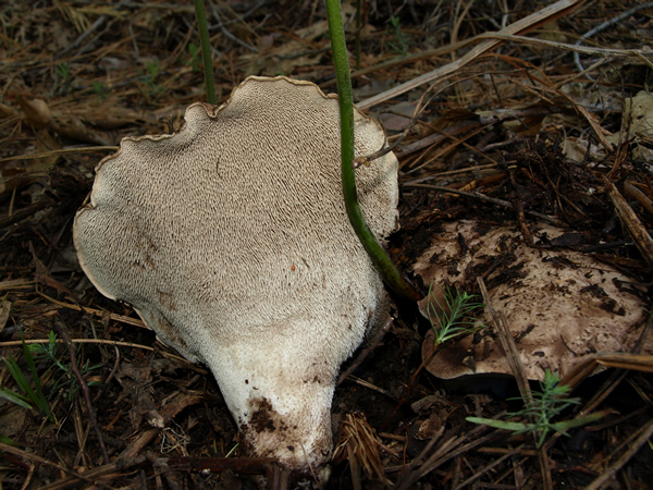 Sarcodon calvatus var. odoratus image