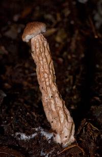 Austroboletus lacunosus image