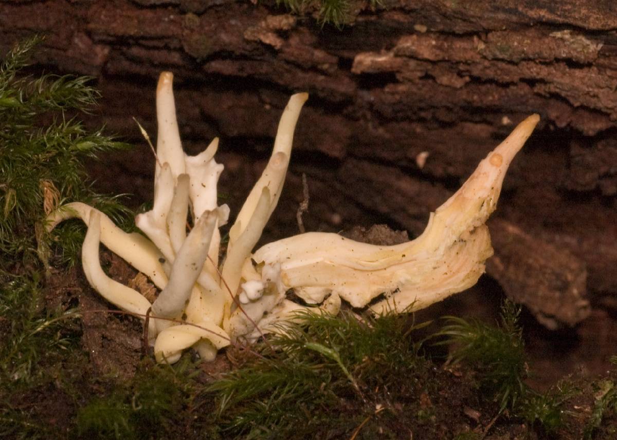 Ramaria filicicola image