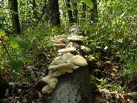 Pleurotus populinus image