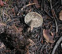 Clitocybe glacialis image