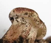 Hygrophorus purpurascens image