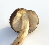 Pluteus primus image