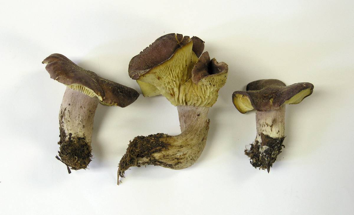 Calocybe onychina image