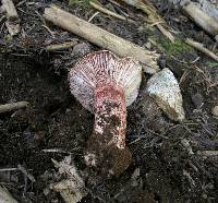 Hygrophorus purpurascens image