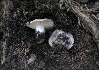 Tricholoma vernaticum image