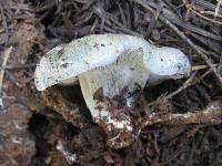 Hygrophorus caeruleus image