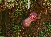 Boletellus emodensis image