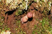 Boletellus emodensis image