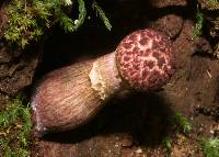 Boletellus emodensis image