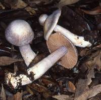 Cortinarius alboviolaceus image