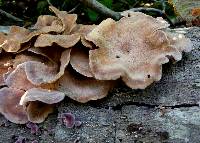 Lentinus strigosus image