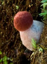 Boletellus emodensis image