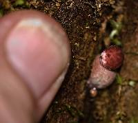 Boletellus emodensis image