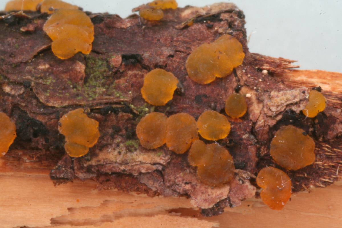 Dacrymyces variisporus image