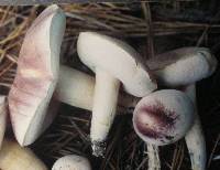 Tylopilus williamsii image