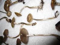 Psilocybe stuntzii image